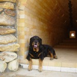 Buck the kiln building dog Buck the kiln building dog
