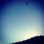 On a hill overlooking Cape Town.